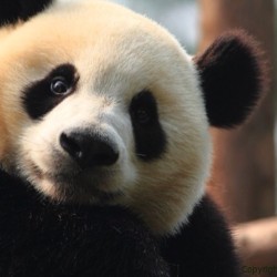 Sup? Want a hug? #panda #cute #instagood #likeforlike #pandabear #asians #likes #funny #pandas #pandaexpress #instapandacool #bestoftheday follow for more awesome posts  Bonafidepanda.com