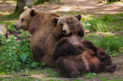 fuck-yeah-bears:  Brown Bears by Rob van Hout