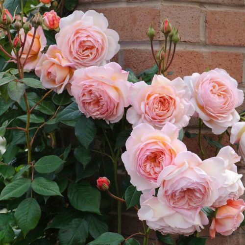 florealegiardini:  A Shropshire Lad🌹~ Your_rose_garden