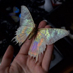 thebutterflybabe:  By removing the scales from this Sunset Moth I have revealed the underlying membrane of its wing where the beautiful iridescent coloring can still be seen. 