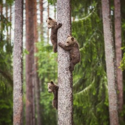 quiet-nymph:     Hanging on the tree with my brothers🐻🐻🐻🌲  ©️Ville Pääkkönen Photography   