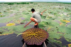  A villager collects seeds from Giant Water Lilies in the Deepor Beel Bird Sanctuary in Guwahati city, northeast India. 