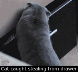 slip-space-pony:  yatkirsaitun:  count-rushmore:  p0rnstarp0rrim:  mightyfinevalkorian:  alurkinglurker: The Best Cat GIF Post in the History of Cat GIFs (via buzzfeed)  WHAT ARE CATS  cats definitely arent real  I have a cat that has so far done half