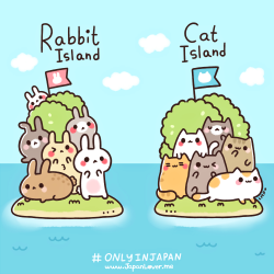 japanloverme:  Japan’s rabbit island and cat island(s) are islands where hundreds of bunnies and cats (respectively) live freely~ with only very few people (residents/caretakers) who stay in the island to take care of them/feed them. (=ↀωↀ=)Rabbit