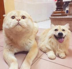 dawwwwfactory:  Faceswapped dog and cat Wanna get a free Lush bath bomb? Click here and reply with which one you chose!