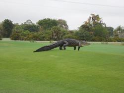 princeowl:sixpenceee:This giant alligator was photographed roaming a golf course in Florida.  leave him alone hes just trying to golf