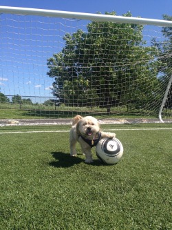There’s nothing in the rules saying a dog can’t play soccer.