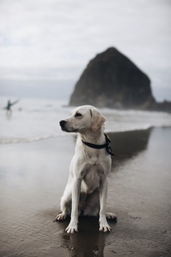 a-hound-dog:  Unknown yellow Labrador retriever, Haystack Rock, Cannon Beach, Oregon. 