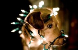 sofftside: Here are some dogs wearing Christmas lights. 