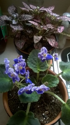My African violets and my polka dot plant really seem to like the water I brought down from the mountains