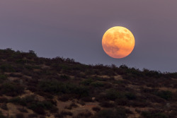 mothernaturenetwork:  Here’s the massive blue moon you missed last nightPrepare to be awed by this stunning shot of an orange-hued seasonal blue moon sinking below the arid hills of Santee, Calif.