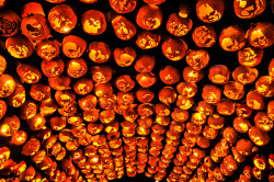 candiedmoon:  odditiesoflife:  The Great Jack O’Lantern Blaze Held every year in New York, the Great Jack O’Lantern Blaze is a 25-night-long Halloween event featuring some 5,000 hand-carved, illuminated pumpkins arranged into dinosaurs, witches, zombies,