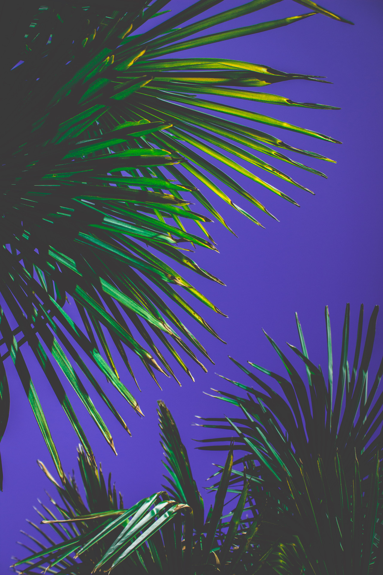 Tropical palm trees