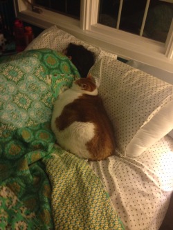 feedmerightmeow:I walk into the bedroom and I see Kattie being the little spoon. There is no room for me.