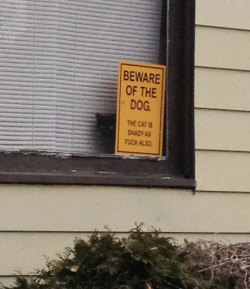 rowdyhooliganism:  soulsearcher33:   foodfightme:  awesome-picz:    Dangerous Dogs Behind “Beware Of Dog” Signs.  Joey has killed more than you can imagine.  @clonesome @happily-morgan @rowdyhooliganism @mauriel676 @dualclock   ‘The cat is shady