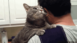 missharpersworld:  anyone who says cats aren’t affectionate is a liar 