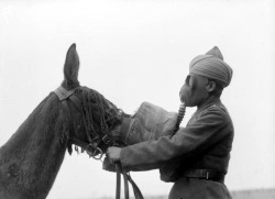 Un homme place un masque à gaz sur un cheval lors de la 2ème guerre mondiale.