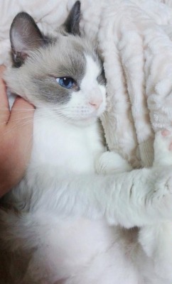 batty-catty:  This cat is prettier than me