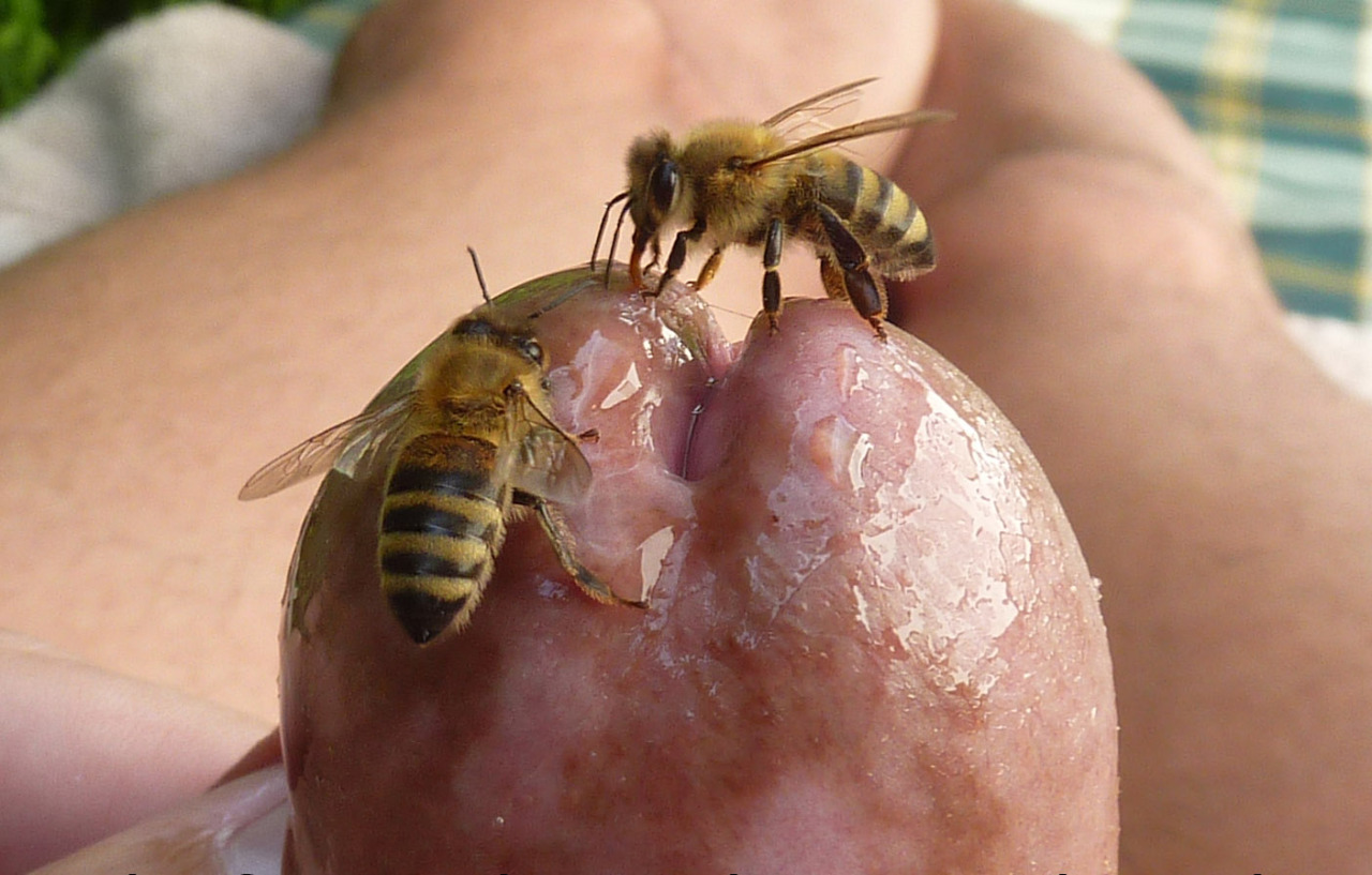 Bees cock sucking
