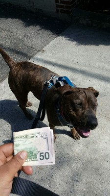 donnieboyy:  note-a-bear:   Reblog the money dog in 50 seconds and money will find you   Gimme my money 😹