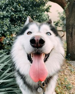 atraversso:   Happy weekend to all by shady.the.husky  