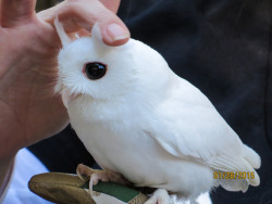 featheroftheowl:Albino Screech Owl - Eastern Morph by Quincy the Matchmaker