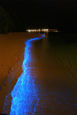 bigclitblackwomen:  chezpicker-uk:  A Maldives beach awash in bioluminescent Phytoplankton looks like an ocean of stars   It does