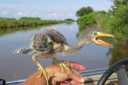 alwaysadolphin:  rileylaroux:  pipistrellus:  clayorey:  Wonder what happened to the dinosaurs? This is a baby Blue Heron.  baby &lt;3  he say “dont beep beep im sleep”
