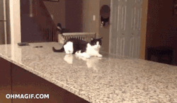 roses-n-kittens:  Man, cats are weird…(a collection of my favourite cat gif’s)