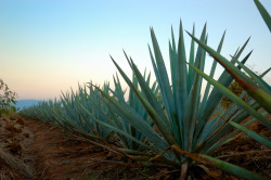 chido-thecool:  raulmacias: Maguey Agave Azul Impresionante el color que toman los agaves de verde a azul conforme se va ocultando el sol, realmente impresionante. Tequila, Jalisco, Mexico 