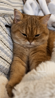 daily–cats:  So fluffy | @Papaya.cat on instagram ♡