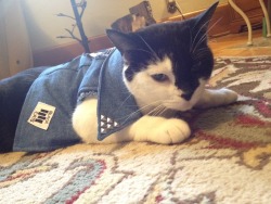 reinventingaxlrose:  thanks folx for the suggestions here is izzy wearing the updated vest