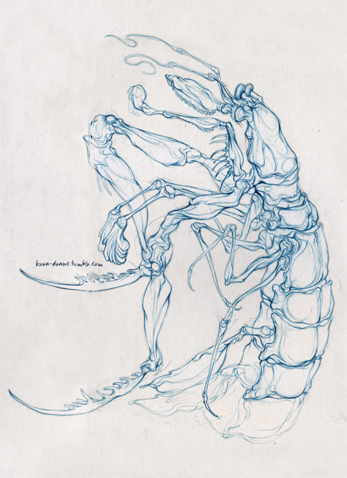 mantis shrimp coloring pages - photo #20