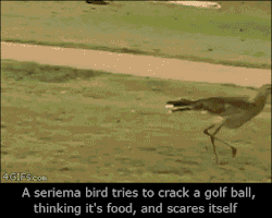 4gifs:  Big bird bounces golf balls on sidewalk. [video] 