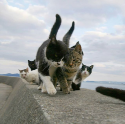 heatherwanderer:  petermorwood:  cwunch:  ♡  From the expressions on the other cats, this is unexpected.  The leaders of two rival gangs strike up a romance at the peace talks 