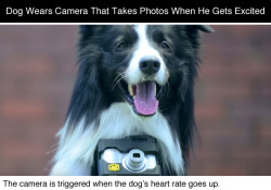 tastefullyoffensive:Video: Grizzler the Border Collie is the World’s First Canine Photographer