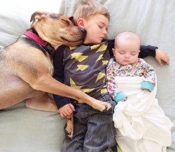 mymodernmet:Theo and Beau, the adorable toddler and his loving dog who have achieved viral fame for taking daily naps together, are now joined by their baby sister Evvie for their sweet afternoon siestas.