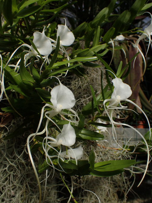 orchid-a-day:  Angraecum germinyanumSyn.: Mystacidium germinyanum; Angraecum ramosum subsp. bidentatumApril 29, 2020 