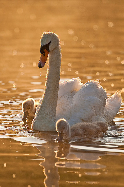 Mother swan and babies free porn pics