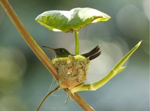 roach-works:  everythingfox:    Hummingbird nest with rain protection (via)  this lady’s got a brain the size of a chocolate chip and she’s smarter than i am 