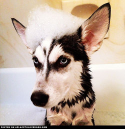 aplacetolovedogs:  Mischievous Siberian Husky puppy Miles having a bath. Who said I look mischievous? I don’t think I look mischievous, do you? iheartmiles For more cute dogs and puppies