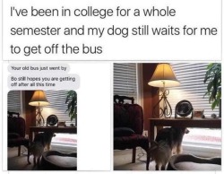 tonydezz: little-bratty-sloth:  We don’t deserve dogs  See that’s when you have to realize you gotta drop out of college and stay your ass home  