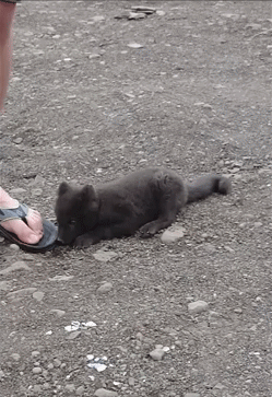 youngblood-gunslinger:  onlylolgifs:  baby arctic fox tries to eat a man alive  THIS DOESN’T FIT MY BLOG BUT SHIT I CAN’T NOT REBLOG FFFFFFFFFFFFFFFFFFFFFFFFFFFFFFFFFFFFFFFFFFFFFFFFF