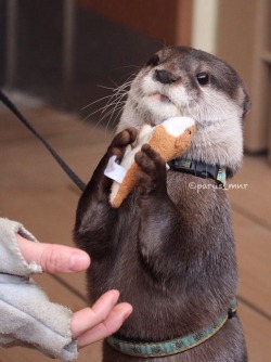 maggielovesotters:Otter loves his new otter toyFrom parus_mnr:https://twitter.com/parus_mnr/status/583248754993590273  Ree is the cuddly toy xD