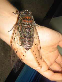 siena-italy:  sixpenceee:  Giant Cicadas: Cicadas are benign to humans under normal circumstances and do not bite or sting in a true sense, but may mistake a person’s arm or other part of their body for a tree or plant limb and attempt to feed  HELL