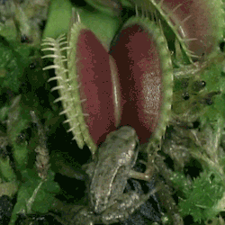 thefactsnow:  VENUS FLY TRAP VS. TOBACCO Everybody knows a Venus Fly Trap is one dangerous plant. But right now tobacco is being chemically altered and manufactured to be more addictive. And it kills 1, 300 people a day in the U.S. alone, which makes