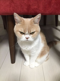 tresubresdobles:  Encontrado un gato que es mucho más grumpy que el Grumpy Cat. En Japón.Fotos by ©Koyuki   