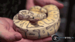 prussiacake:  anastacias-butt:  dossdwood:  Snakes yawning should be a thing.  IM GOING TO GO CRY FROM HOW CUTE THIS LITTLE FUCK IS  AHHHHHHHBBY 