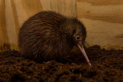 peach&ndash;pits:  sdzoo:  Our Avian Propagation Center is caring for a brown kiwi chick for the first time in more than a decade. This endangered  species is an unusual bird: it doesn’t fly, the parents don’t feed  their chicks, and the egg is 4x