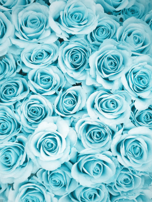 Blue Roses Pastel Tumblr Background